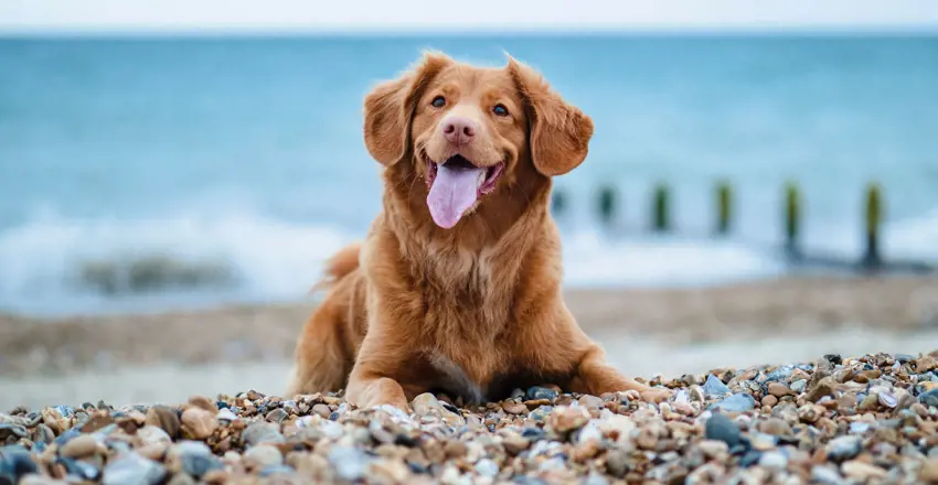 The White Lion, Aldeburgh is close to a beach area where dogs are allowed all year round
